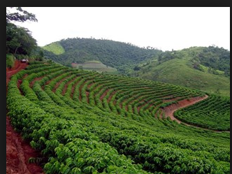 As Indicações Geográficas Como Mecanismos de Estímulo e Proteção das Inovações da Cafeicultura Capixaba